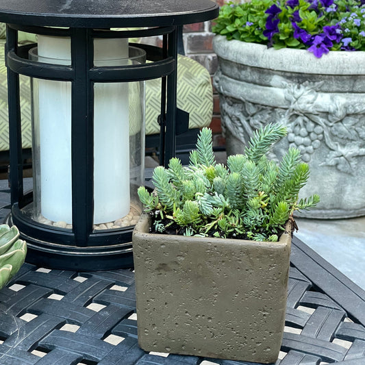 Square Cement Indoor Outdoor Planter - Hidden Lake Garden Home