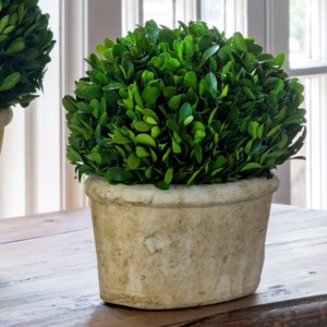 Small Potted Oval Boxwood