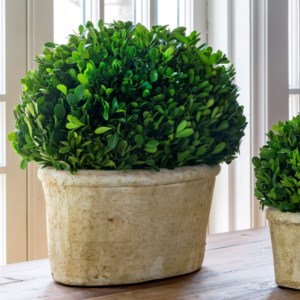 Large Potted Oval Boxwood Large