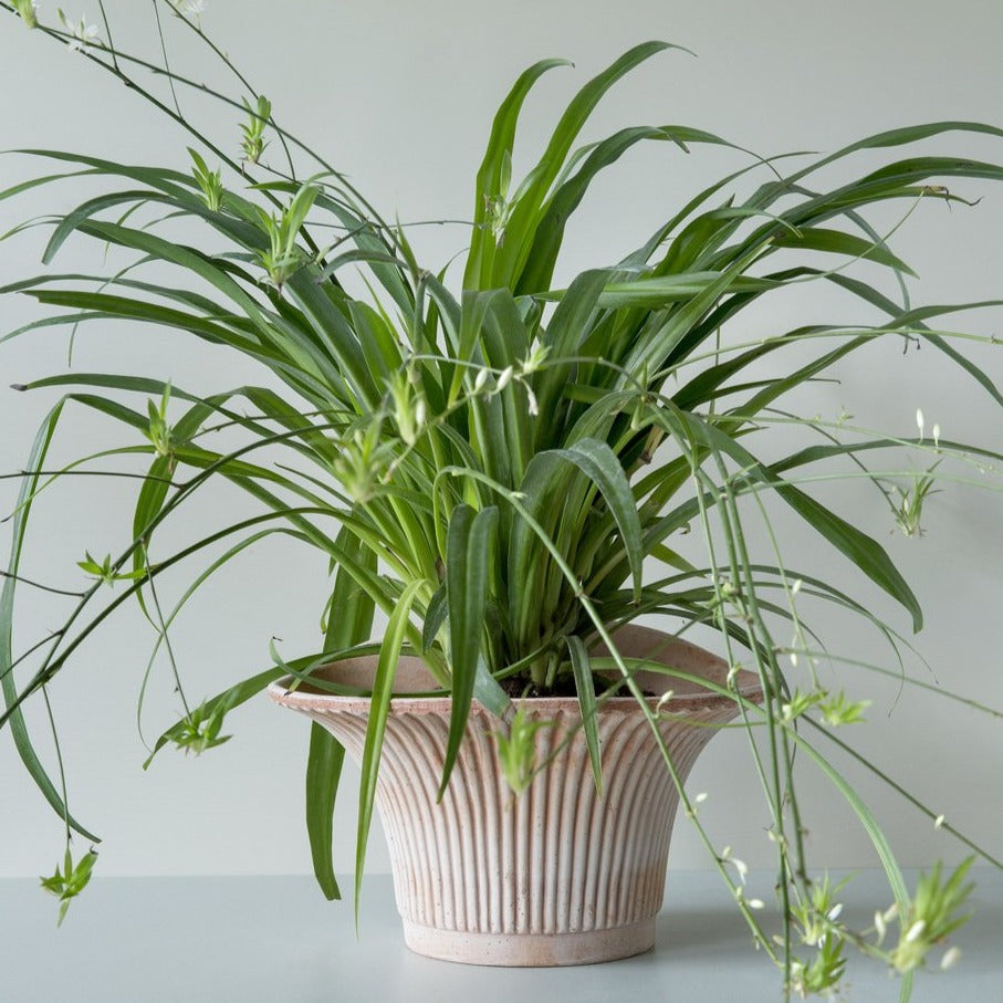 Bergs Potter Daisy Wall Planter in Rosa terracotta with plant