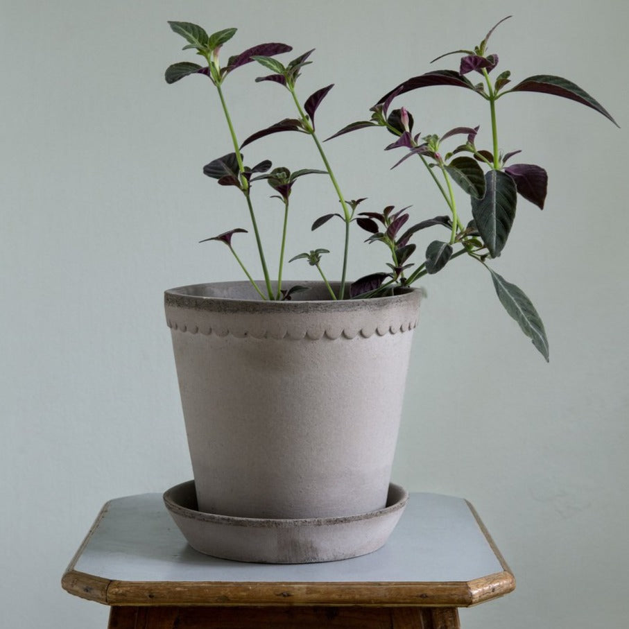 A picture of the Helena Pot in Grey with a saucer and planted in the planter.
