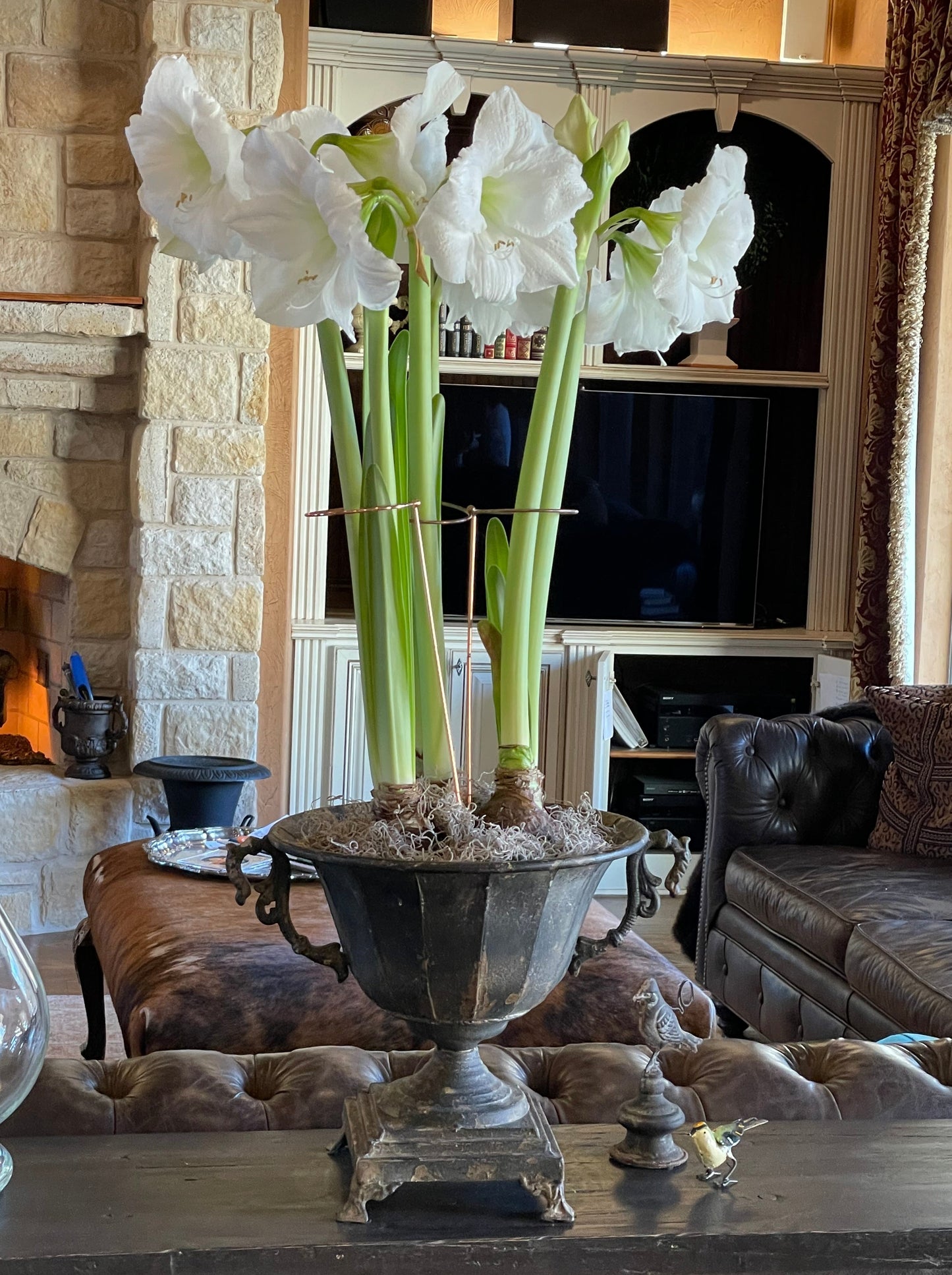 White Amaryllis planted in the distressed black metal urn.