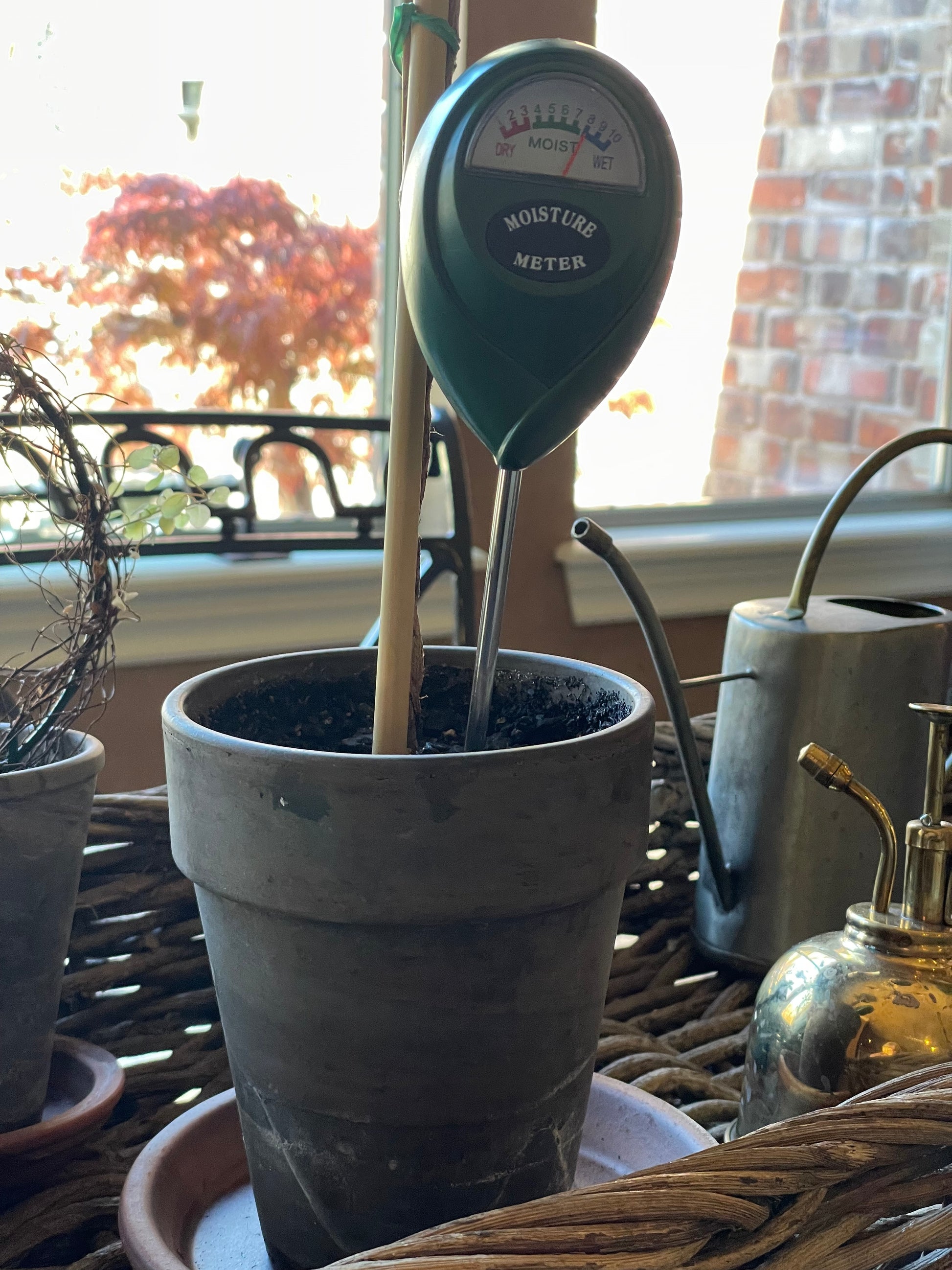The Bond Moisture Meter measuring the moisture of a plant.