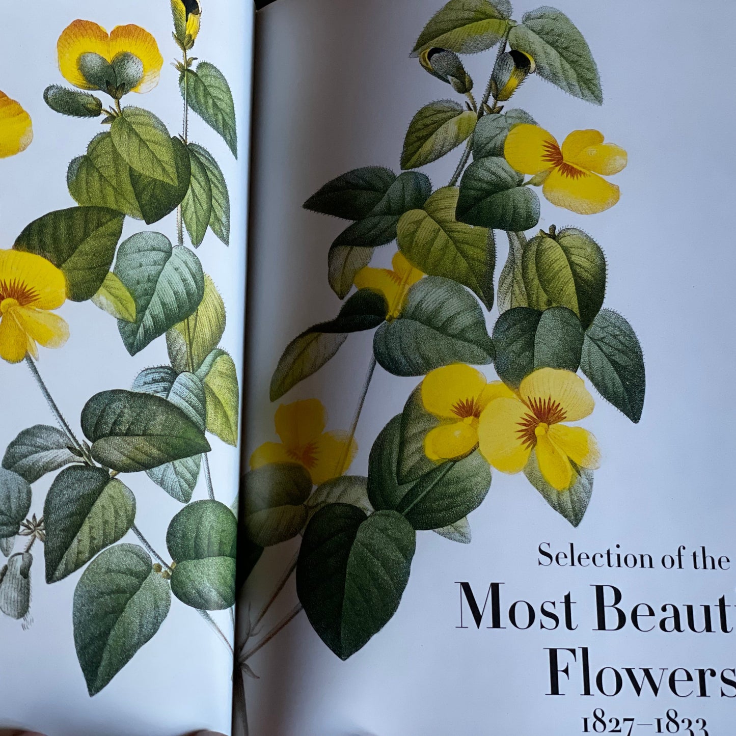 The last chapter is called The Most Beautiful Flowers 1827-1833