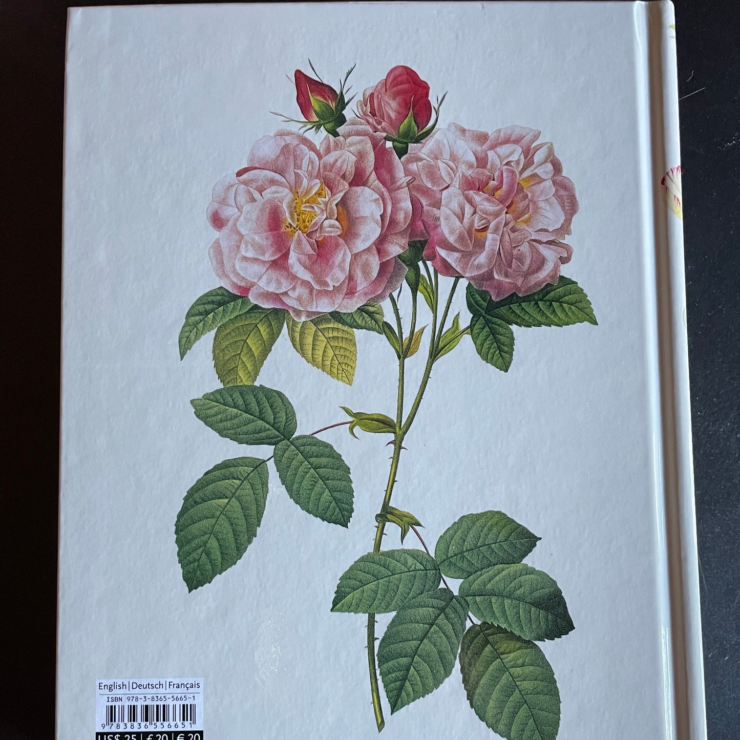 A picture of the back of the book