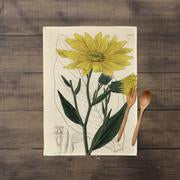 A photograph of the complete Heliantus Botanical Print lying flat.