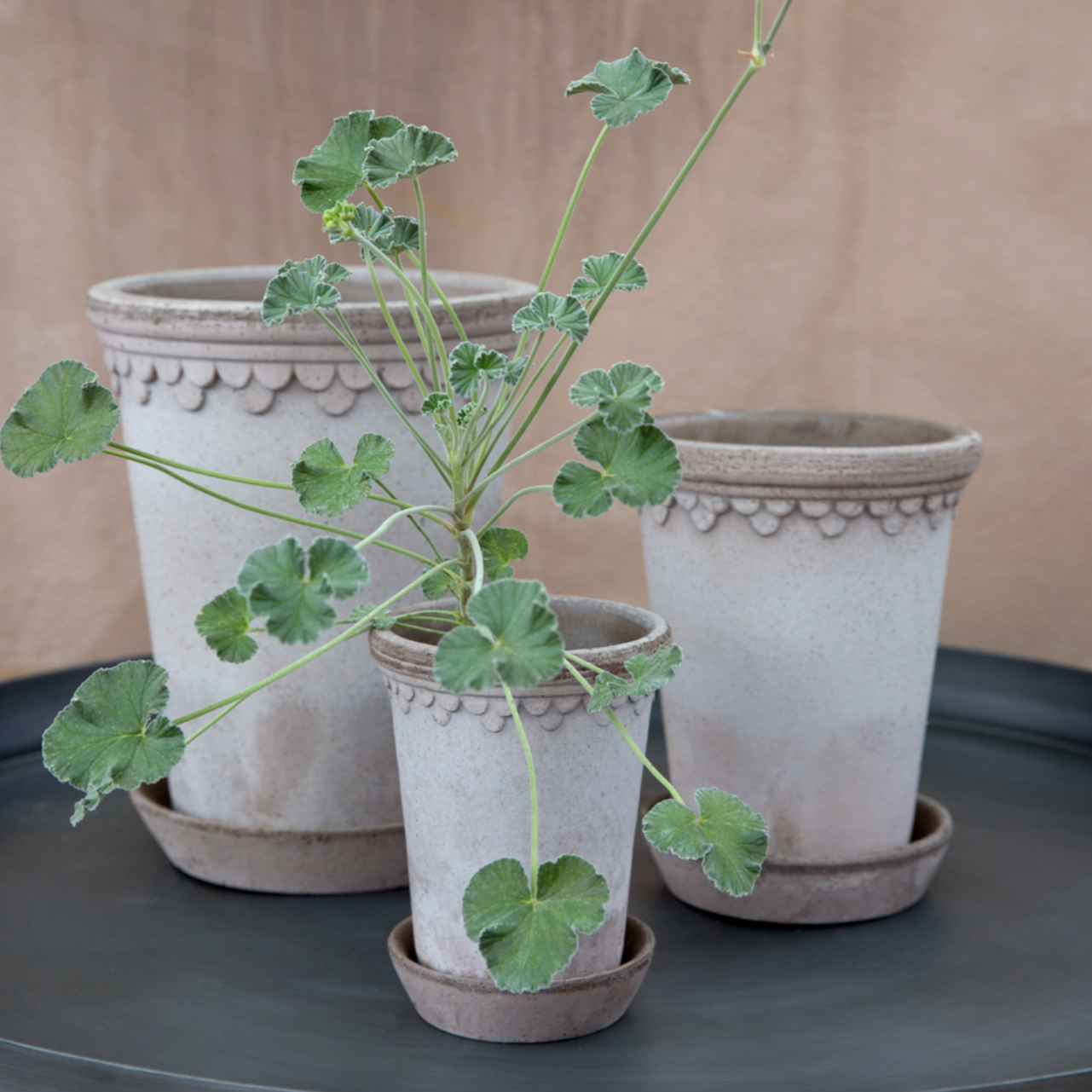 A photo of 3 Grey Copenhagen Pots in 3 different sizes with a small plant in one.