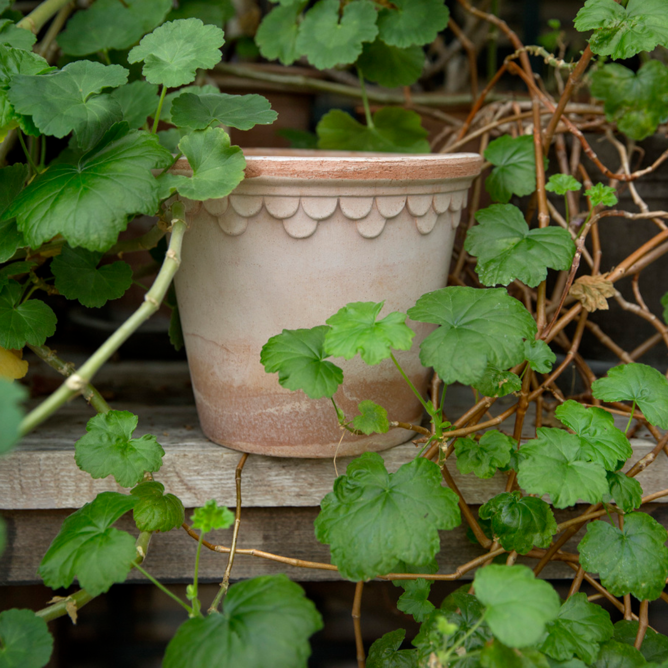 A picture of a Copenhagen pot in the rosa color snuggled in a green plant.