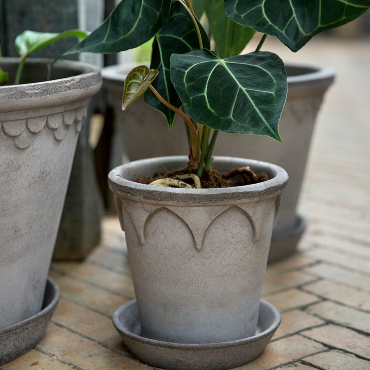 a close up picture of the small Elizabeth planter in grey with a small big leaf plant.