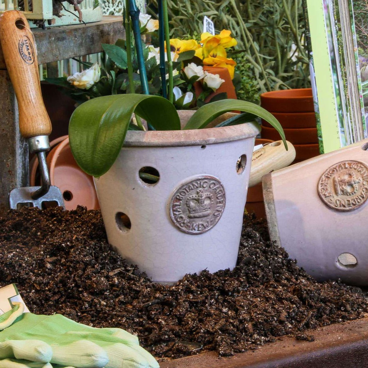Handcrafted Medium Orchid Pot. Ivory Glaze with holes all around for air to get to the roots with a orchid plant. Embossed with London's KEW Royal Botanical Garden's Official Sea