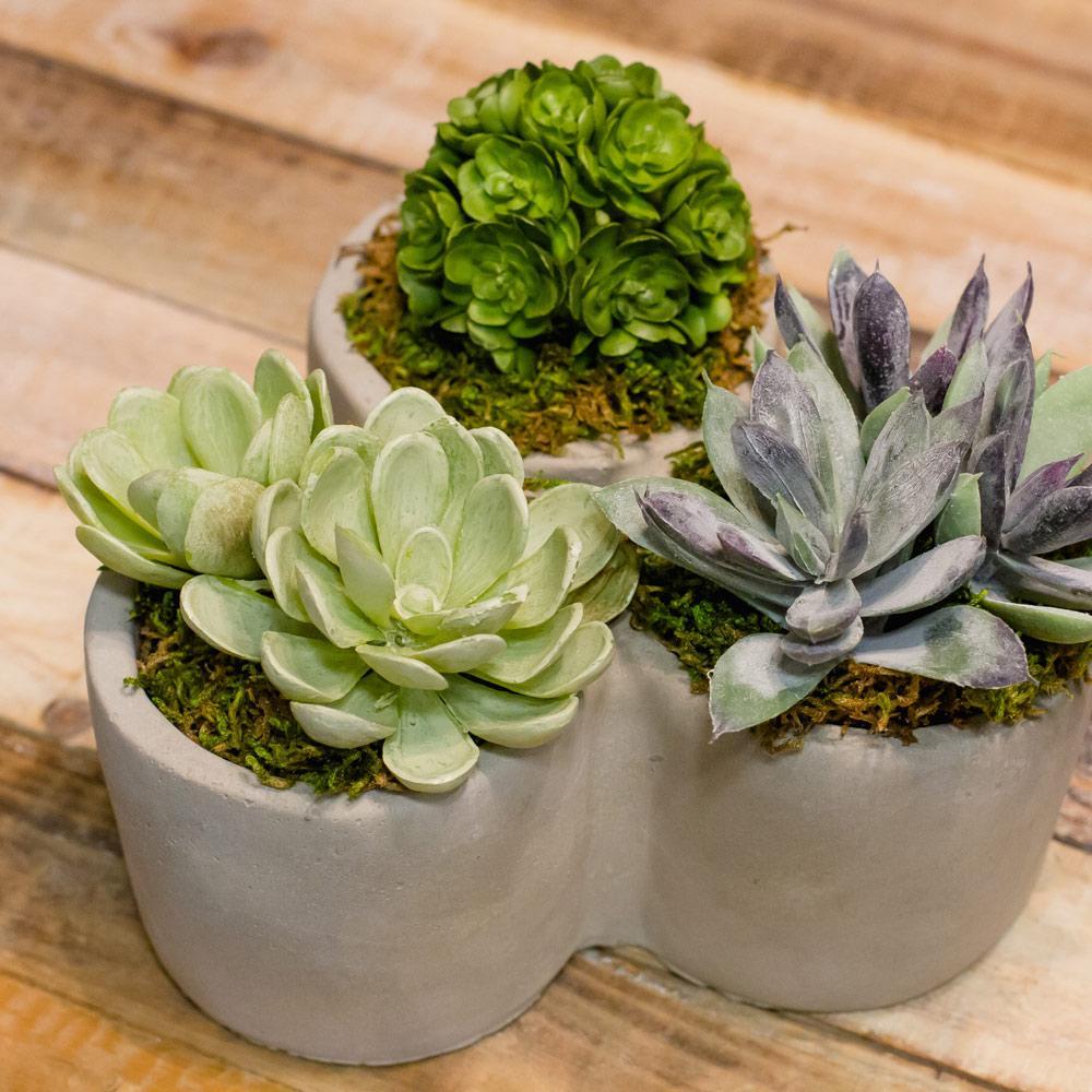 Succulents