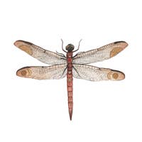 Dragonfly card is detailed and whimsical at the same time.