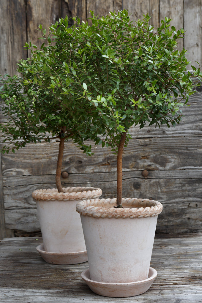 Showing two large Emilia "The Roman Rope" planters in Rosa with small trees planted in them.