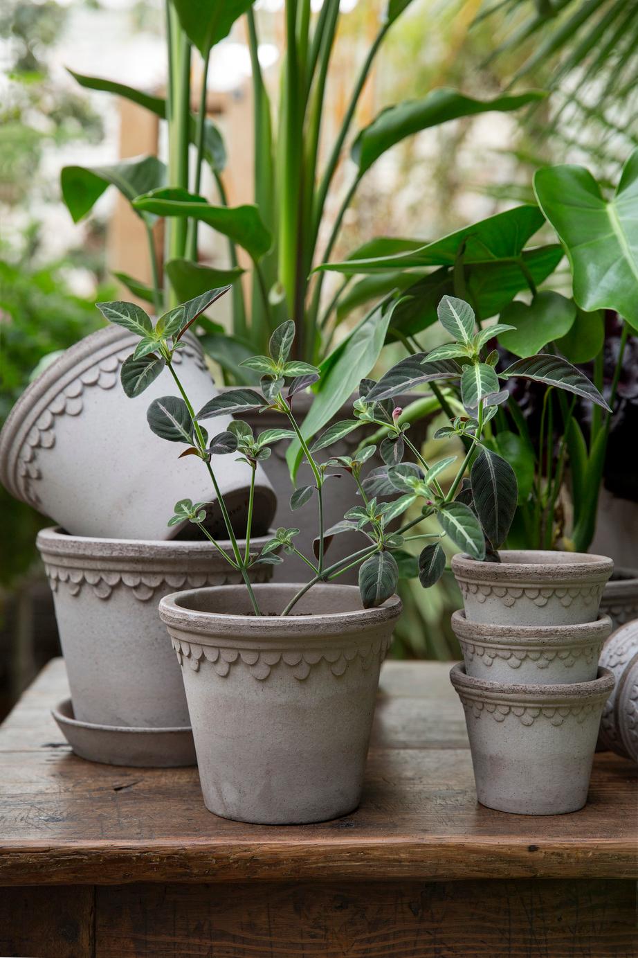 Bergs Potter Københavner Pottery Planter with Saucer – Number 35