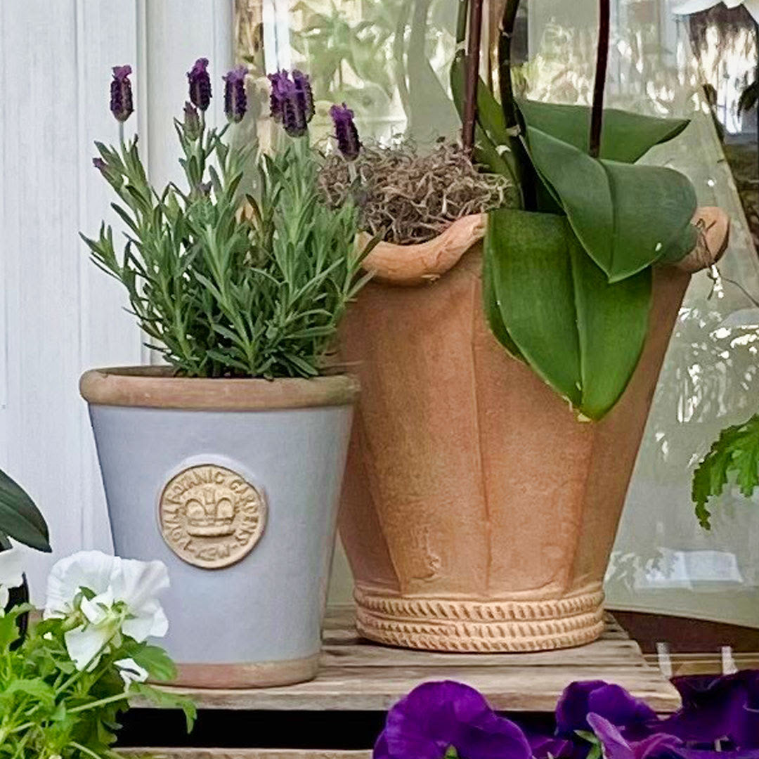 Chantecler planted with an orchid next a blue KEW pot 