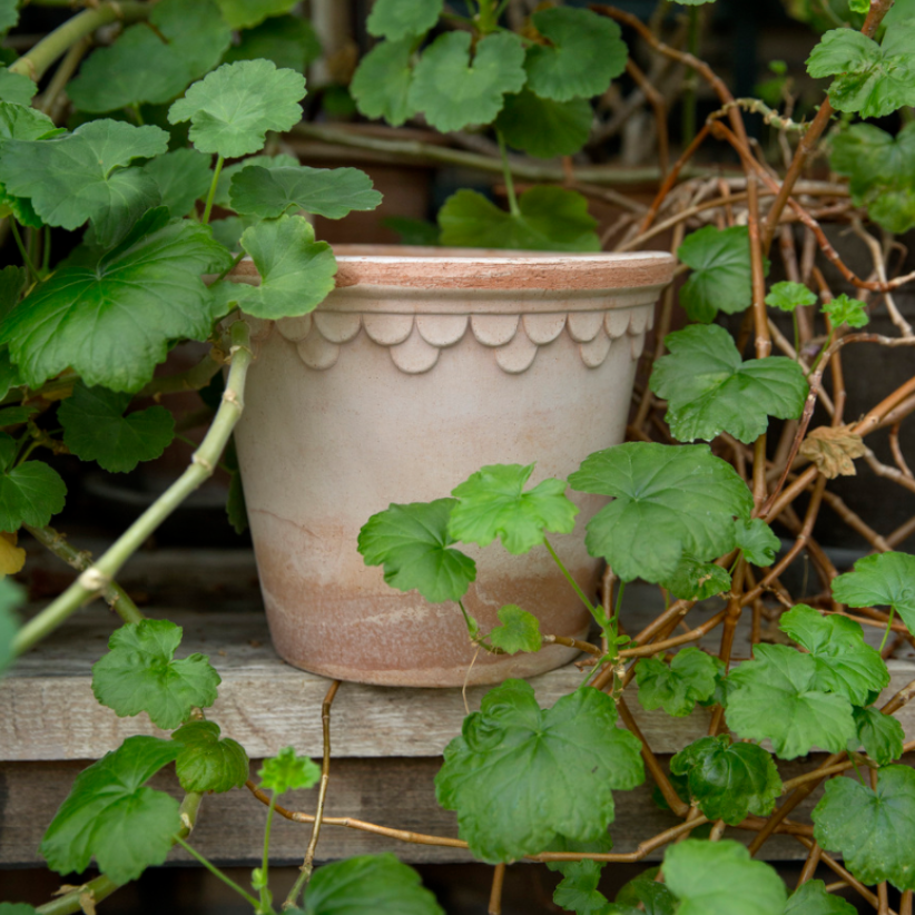 The Københavner large Pot range includes numerous sizesand colors in Rosa and Nordic Grey terracotta, 