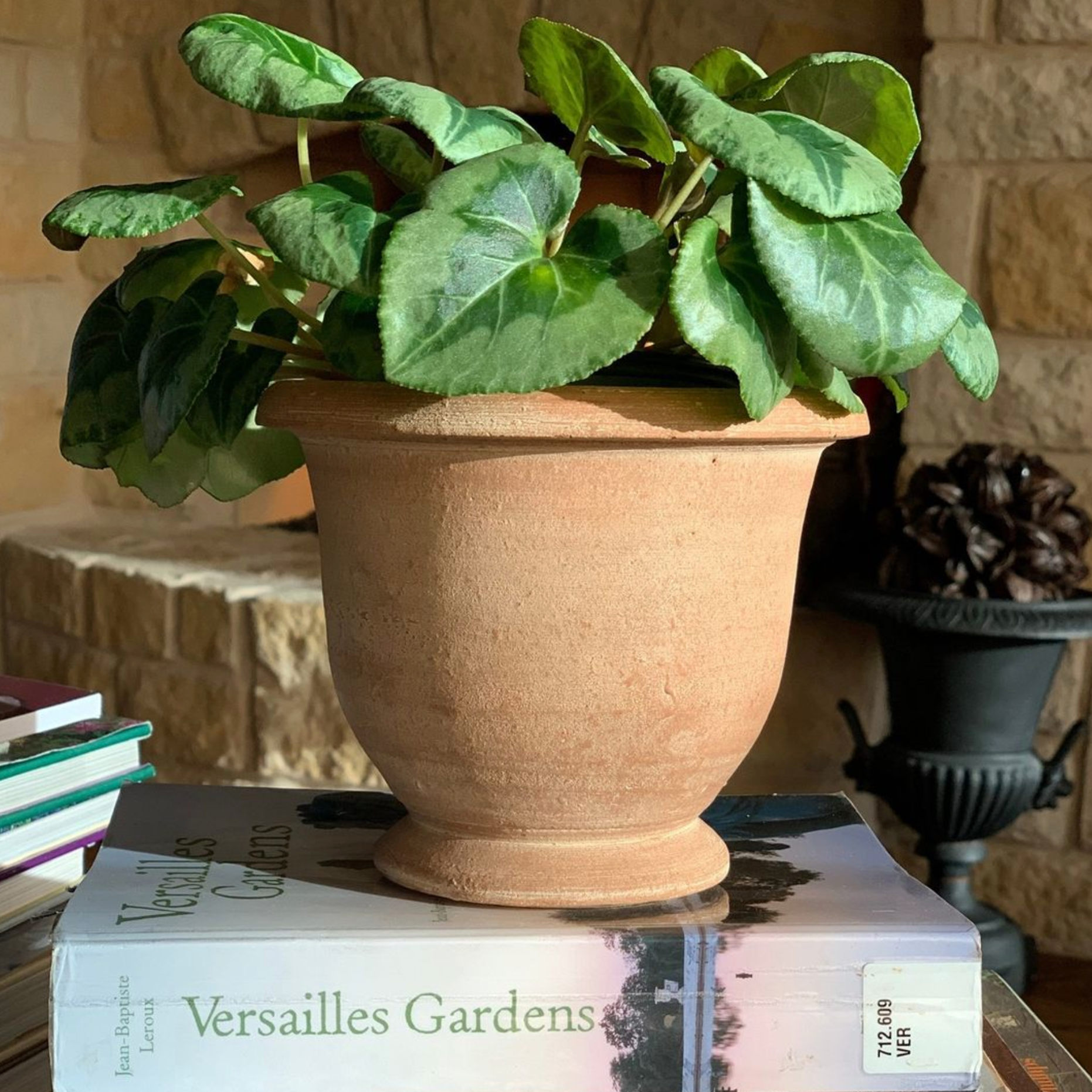 french indoor plants Potier