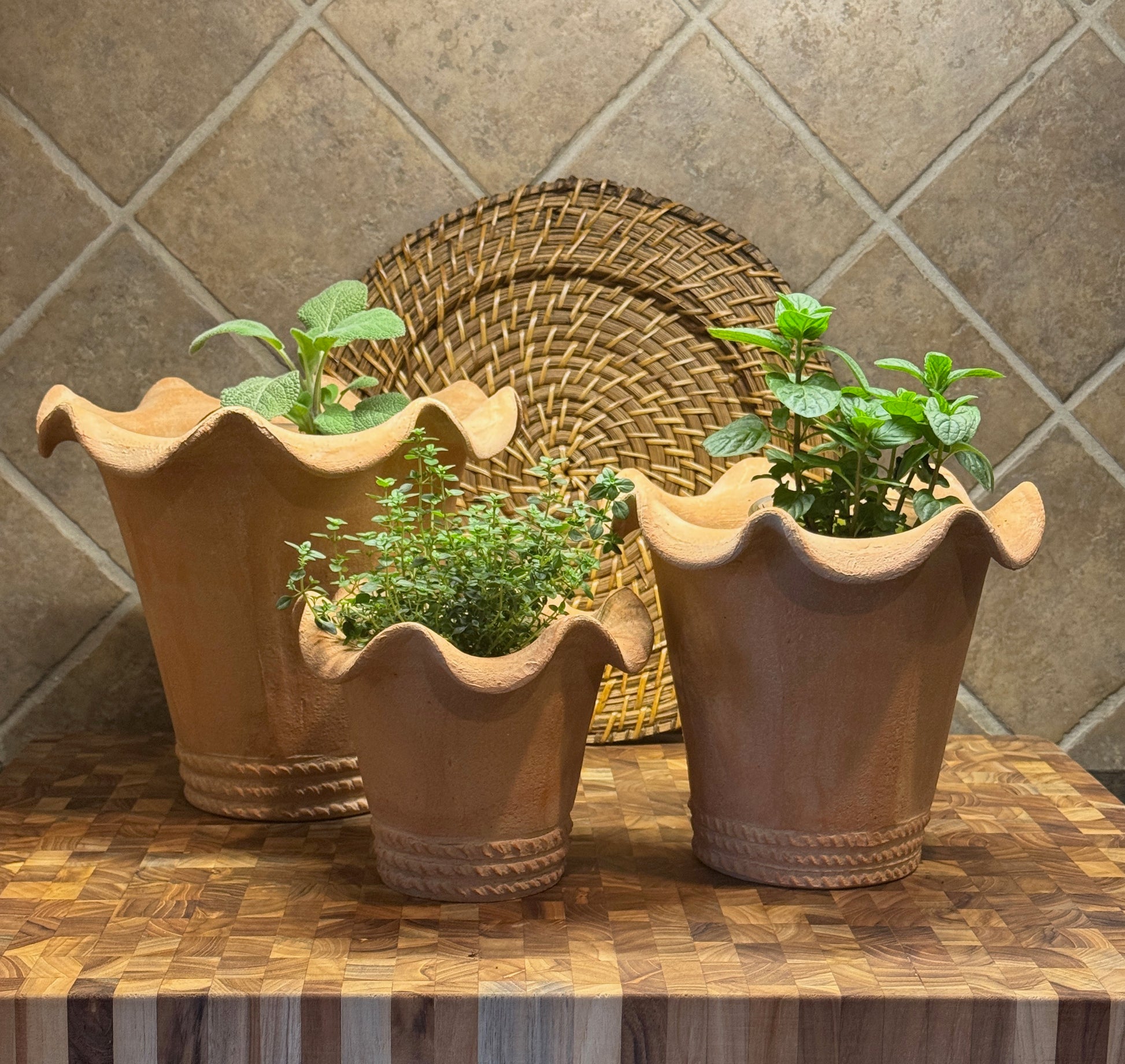 All three sizes of Chantecler panted with herbs.