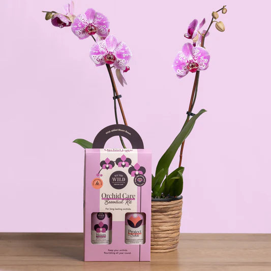 Orchid Care Essential Kit with purple orchids