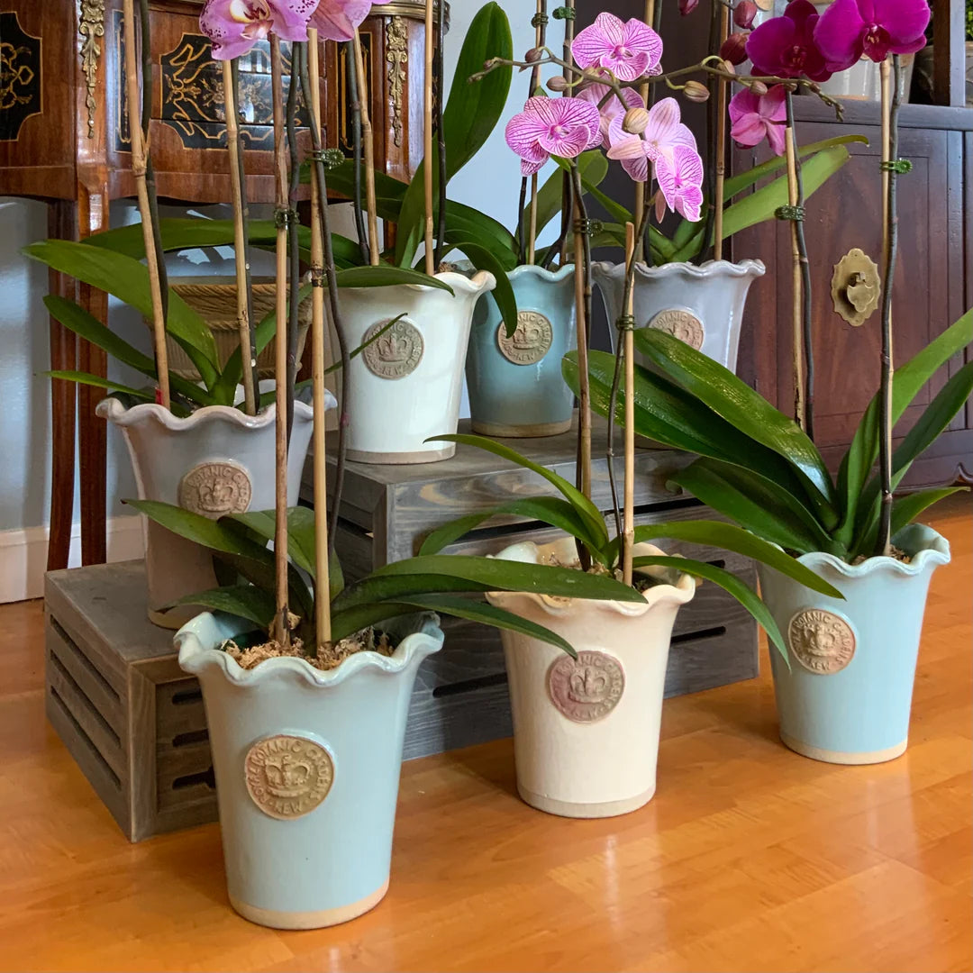 Orchids never looked better than in the Salisbury Piecrust Cachepot.