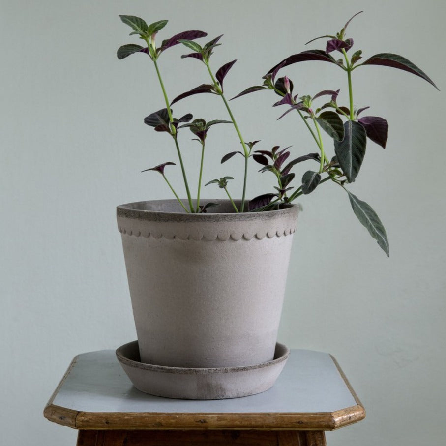 A picture of the Helena Pot in Grey with a saucer and planted in the planter. 