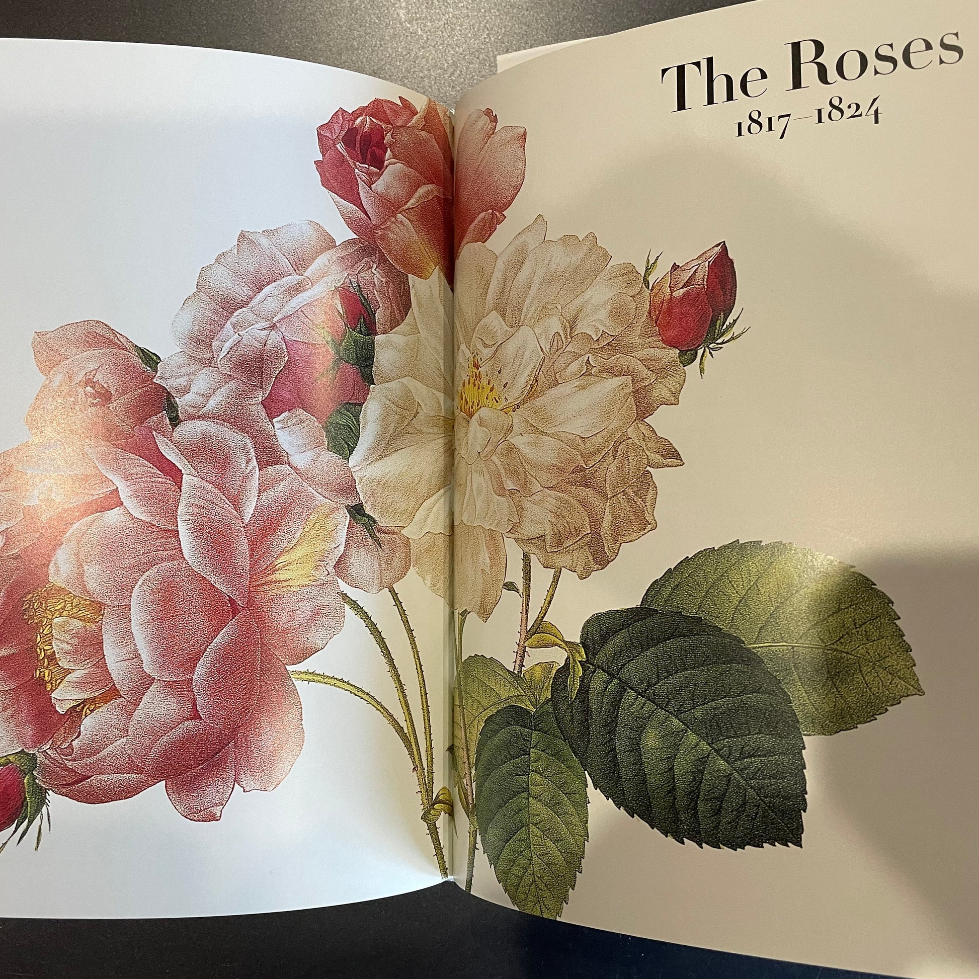 A chapter of the book called The Roses 1817-1827