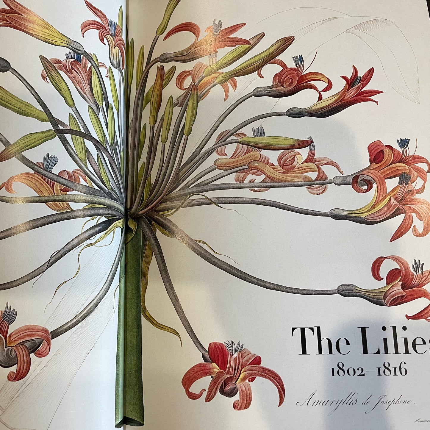 One of the chapters of the book is call the Lilies  1802-1816 