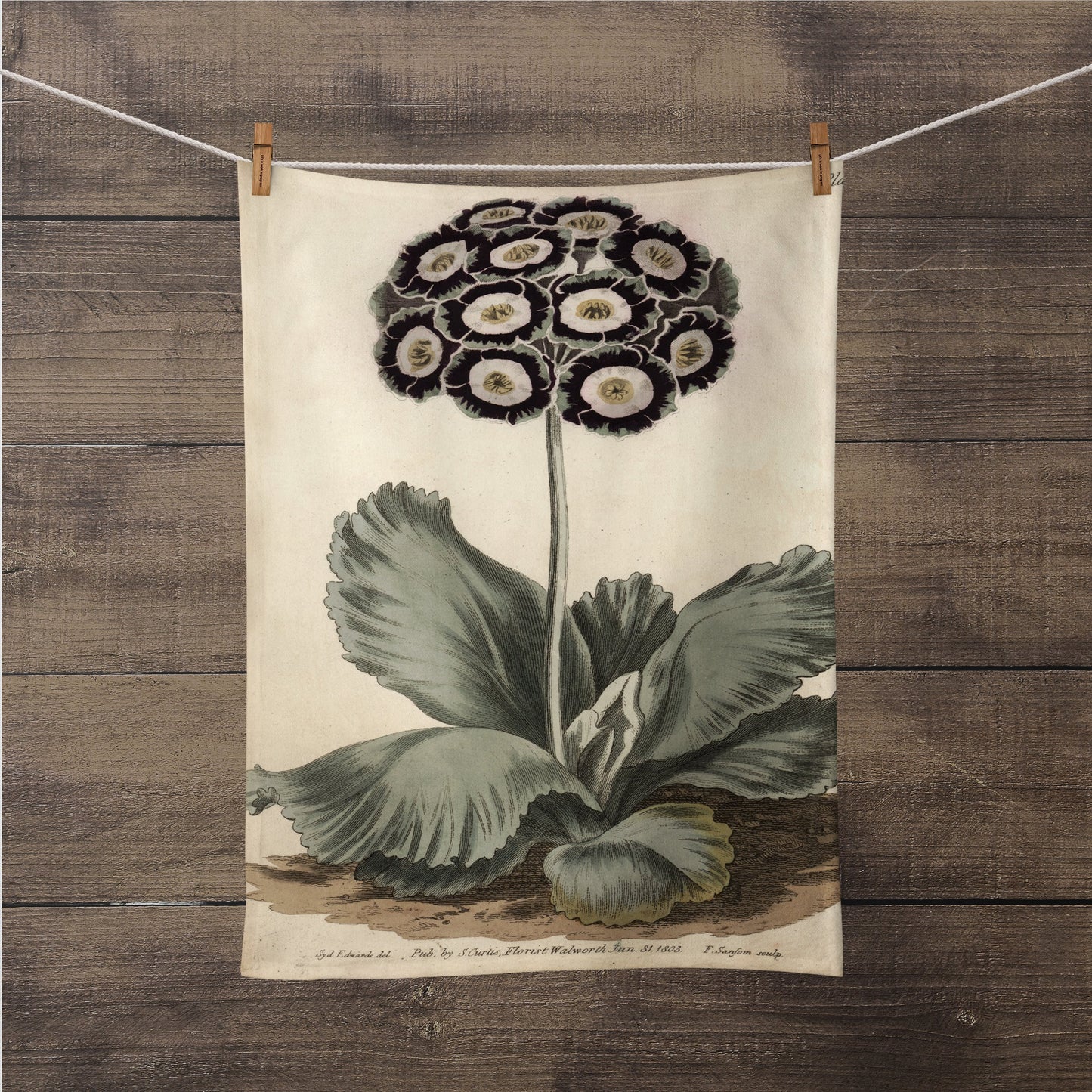 A photograph of the Auricula Botanical Print kitchen/tea towel is hanging on a close line with close pins, so you could see the entire print. It is a William Curtis’s Print from 1790-1800