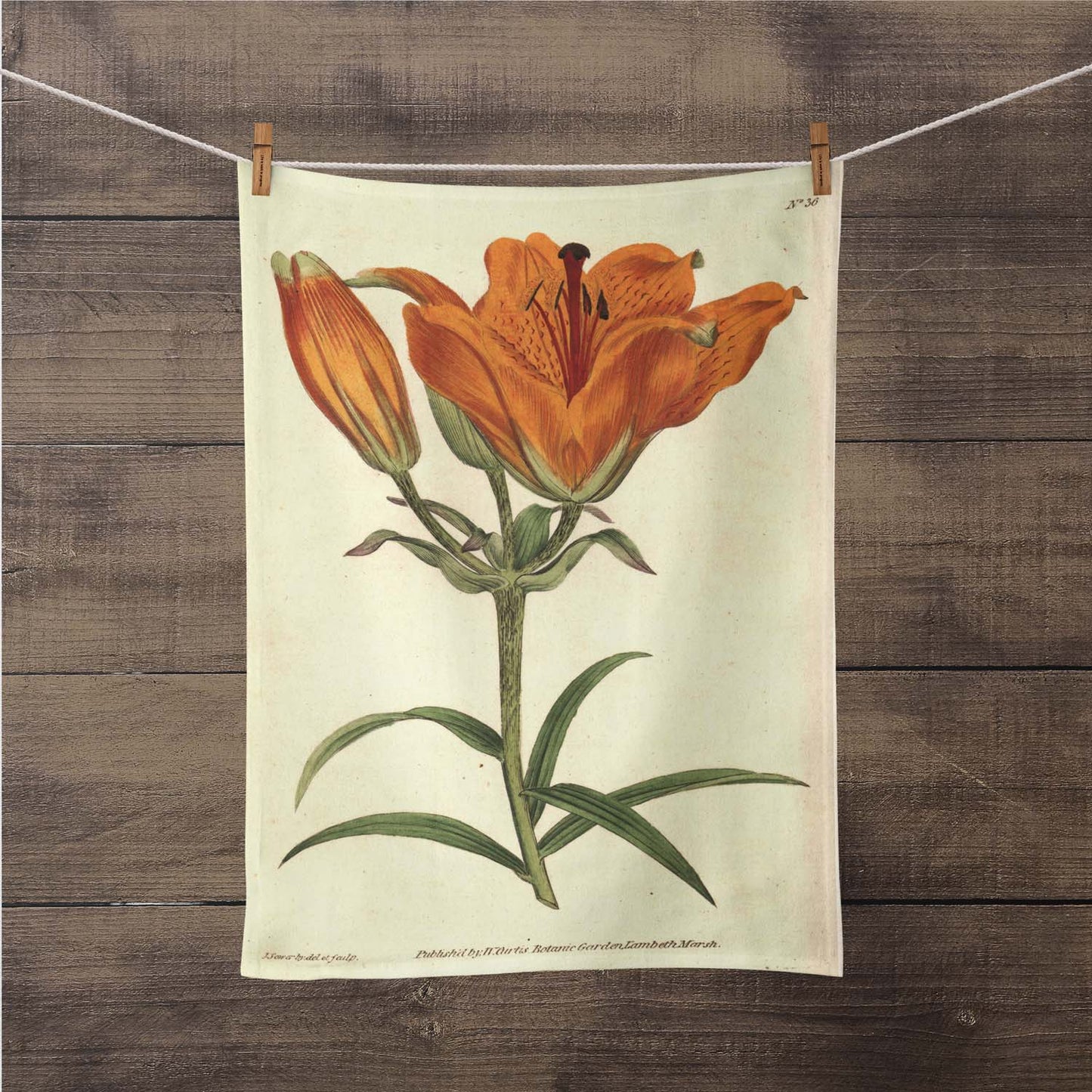 A photograph of the Orange Lily Botanical Print kitchen/tea towel is hanging on a close line with close pins, so you could see the entire print. It is a William Curtis’s Print from 1790-1800