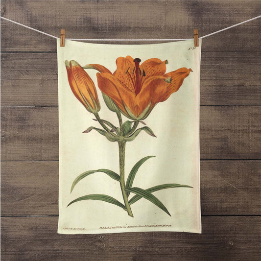 A photograph of the Orange Lily Botanical Print kitchen/tea towel is hanging on a close line with close pins, so you could see the entire print. It is a William Curtis’s Print from 1790-1800
