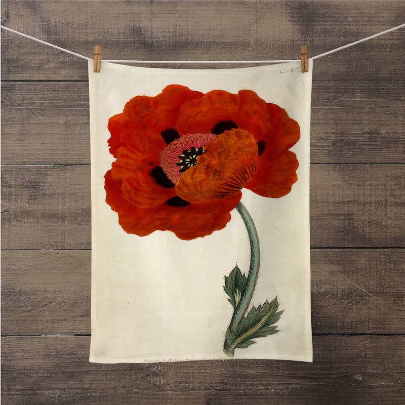 A photograph of the Eastern Red Poppy Botanical Print kitchen/tea towel is hanging on a close line with close pins, so you could see the entire print. It is a William Curtis’s Print from 1790-1800