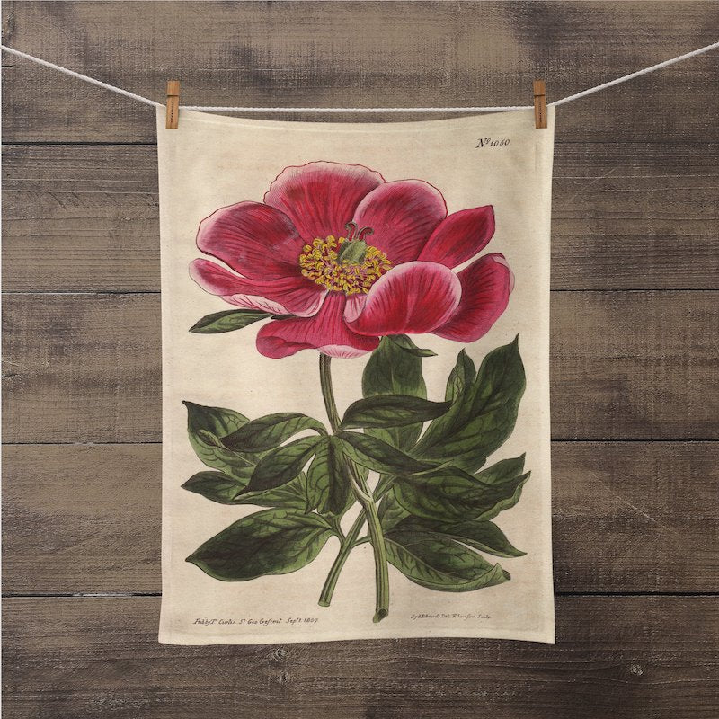 A photograph of the Peony Botanical Print kitchen/tea towel is hanging on a close line with close pins, so you could see the entire print. It is a William Curtis’s Print from 1790-1800