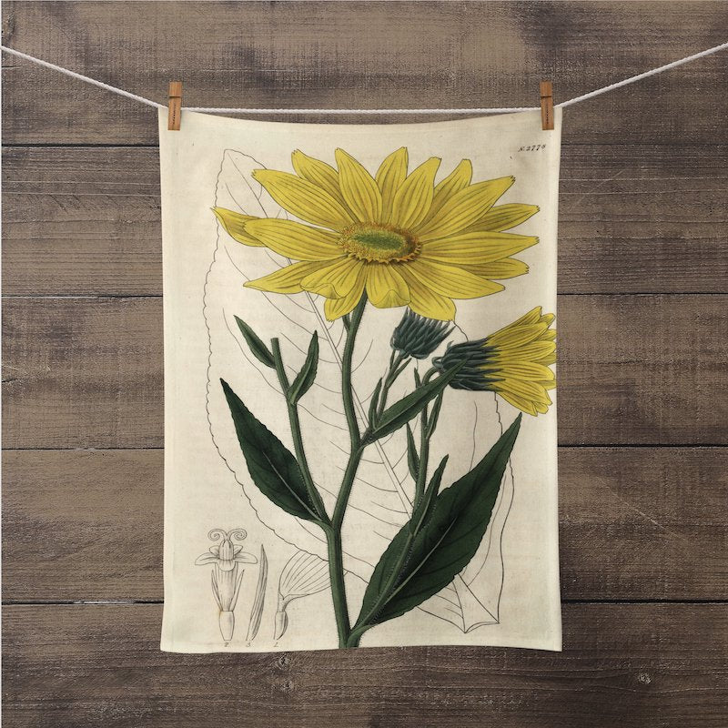 A photograph of the Heliantus Botanical Print kitchen/tea towel is hanging on a close line with close pins, so you could see the entire print. It is a William Curtis’s Print from 1790-1800