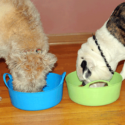 Using two extra small Tub Trugs as dog bowls. we have used the sky blue and a pistachio colors.