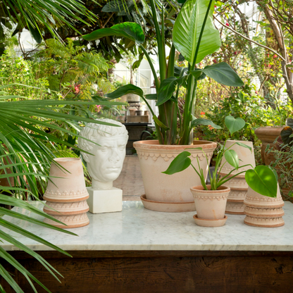 A photograph showing Rosa Copenhagen pots in several different sizes surround by green plants.