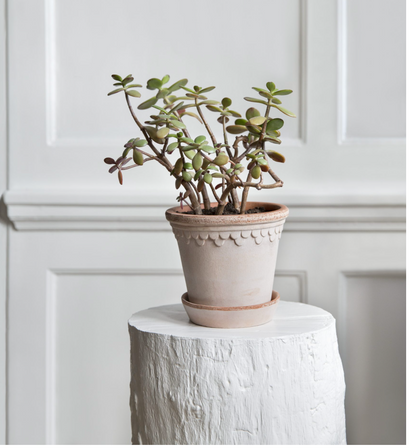 a picture of the Copenhagen pot with a small jade plant in it.