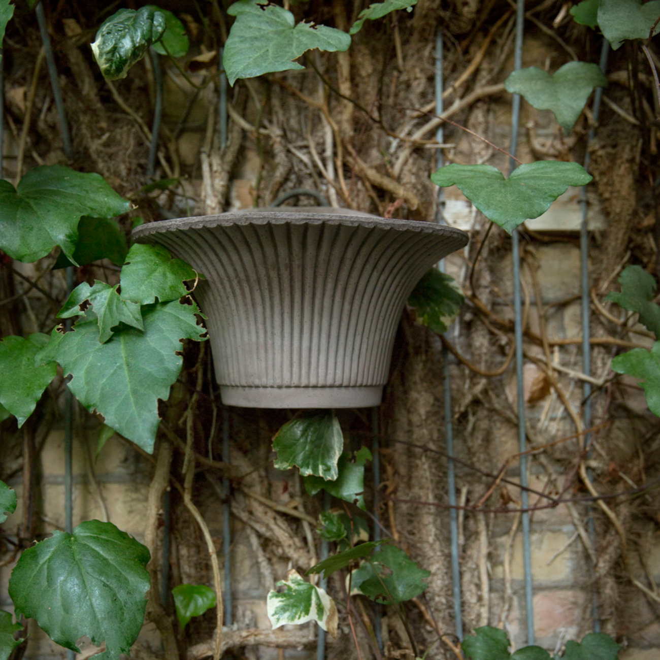 A picture of the Daisy Wall Planter in grey, hanging on a tree with ivy.