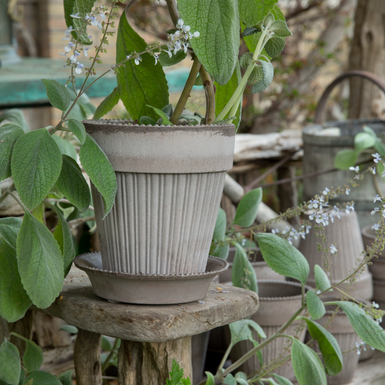 A photo of the Grey Simona Pot with saucer planted with a vine plant in a green house with other plants.