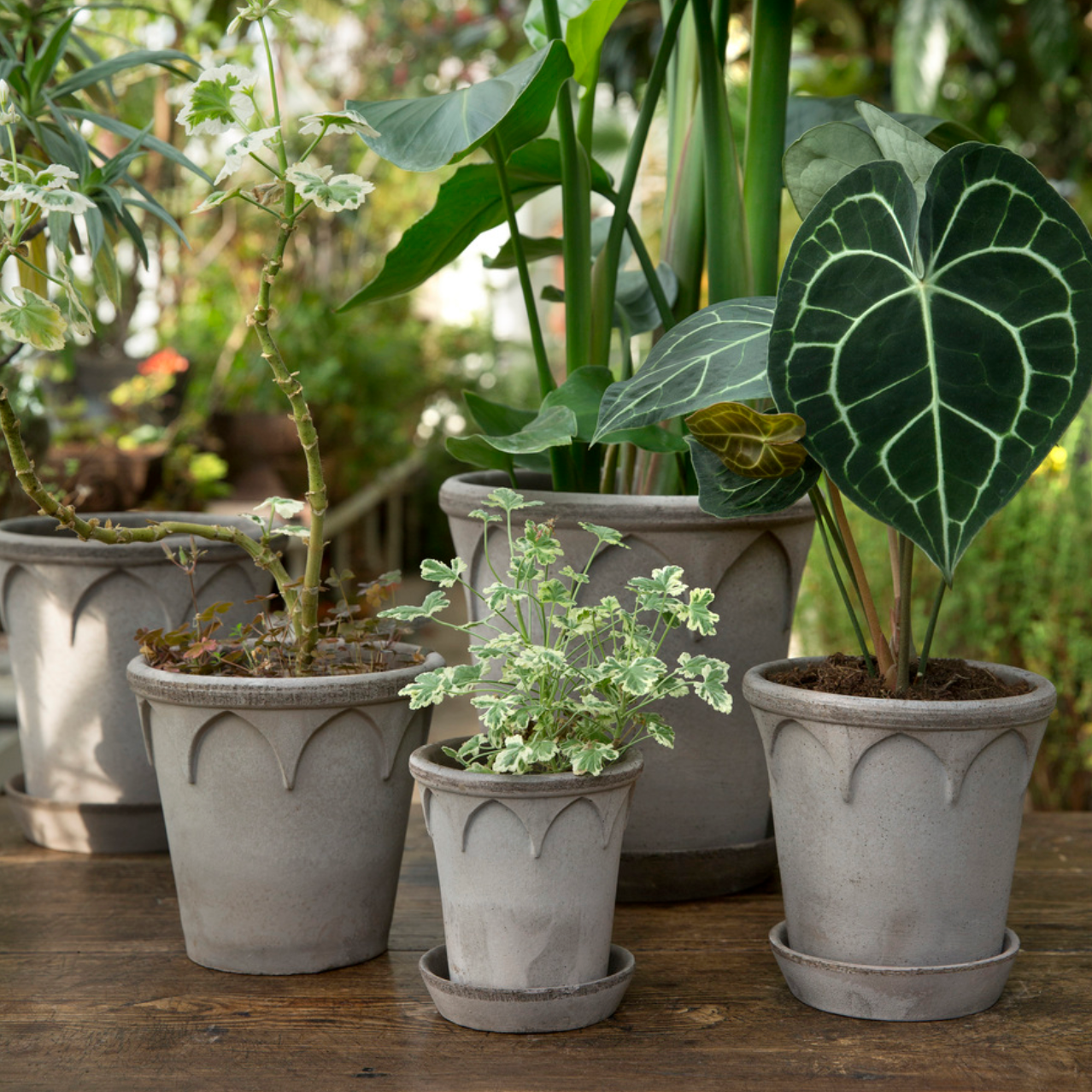A collection of all the sizes of the Elizabeth planter in grey. each shown with a different plant.
