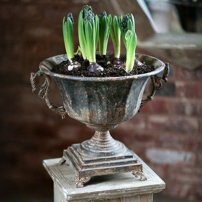 A photo showing the distressed black metal urn with bulbs growing in it .