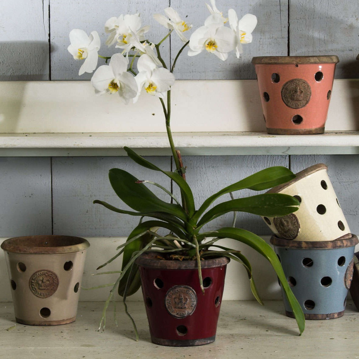 Orchid Pots in several colors and the red one planted with a beautiful white orchid.